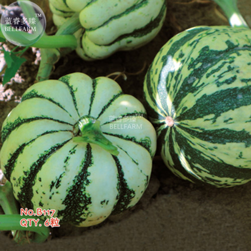 BELLFARM Small Sand Sweet Pumpkin Seeds, 6 seeds, Original pack, cucurbita Linn organic garden vegetables B117