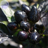 BELLFARM Pepper Organic Black Pearl Chili Seeds, 15 seeds, professional pack, black leafed ornamental edible vegetables