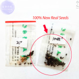 BELLFARM Haworthia Emelyae Mixed Imported Seeds, 50 seeds, professional pack, lovely bonsai succulent plants BD104H