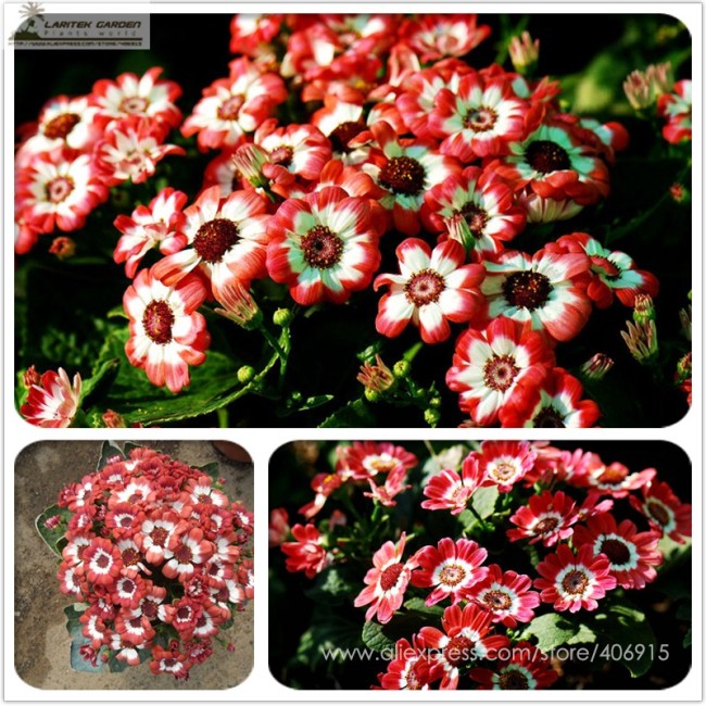 Hybrid F1 Orange White Florist's Cineraria Bonsai Seeds 35+ Indoor Outdoor Planting