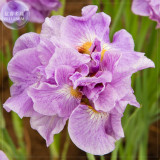 BELLFARM Iris Sibirica Mixed 9 Colors Perennial Flower Seeds, 20 seeds, black purple blue yellow white yellow colorful