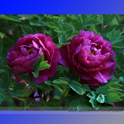 Rare Heirloom Big Blooming Purple Peony Shrub Flower 'Zi Cai' Seeds, Professional Pack, 5 Seeds, Beautiful Garden Flower NF646
