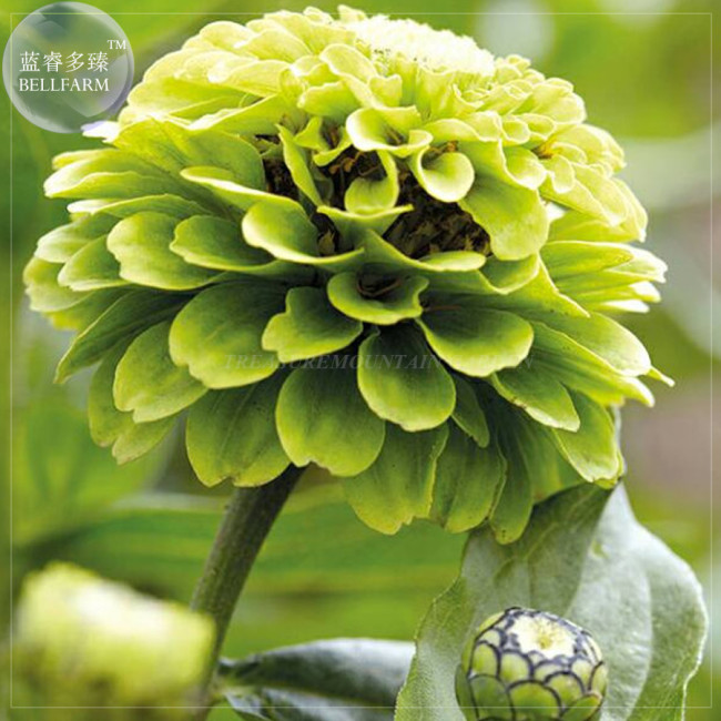 BELLFARM Green Zinnias 'Envy' Seeds, 20 seeds, Original pack, zinnia elegans double and semi-double blooms BD111H