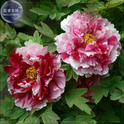 BELLFARM Peony Pink Petals with Dark Red Stripe Perennal Flower Seeds, 5 seeds, professional pack, big blooms home garden plants