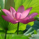 Heirloom Dark Red Strong Fragrant Nelumbo Nucifera Lotus Flower Seeds, Professional Pack, 1 Seed / Pack, Attracting Bees E3134