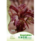 BELLFARM Chinese Toon Seeds Edible Red Oil Toon Sinensis Tree Bonsai, Original Pack, 50pcs, natural organic vegetable IWSC010S