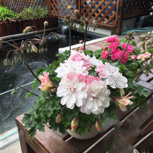 BELLFARM Geranium Pink White Double Petals Perennial Flower 'Seeds' 10pcs Heirloom Big Blooms Flowers for Home Garden