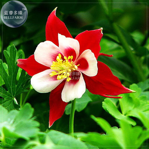 BELLFARM Garden Columbine Red Aquilegia Flower Seeds, 100 seeds, professional pack, perennial big blooms home garden plants