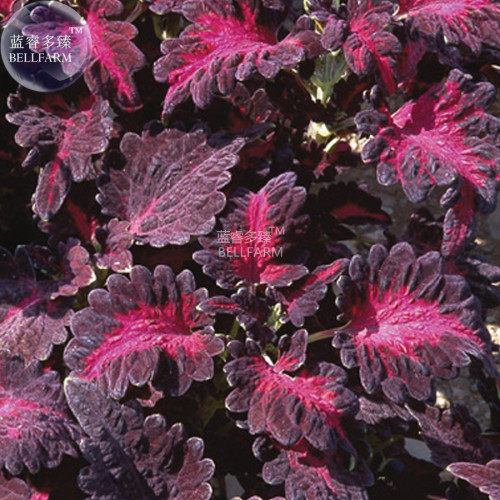 BELLFARM Black Dragon Coleus Flower Seeds, 60 seeds, professional pack, beautiful ecstatic planting flowers bonsai herbs flowers