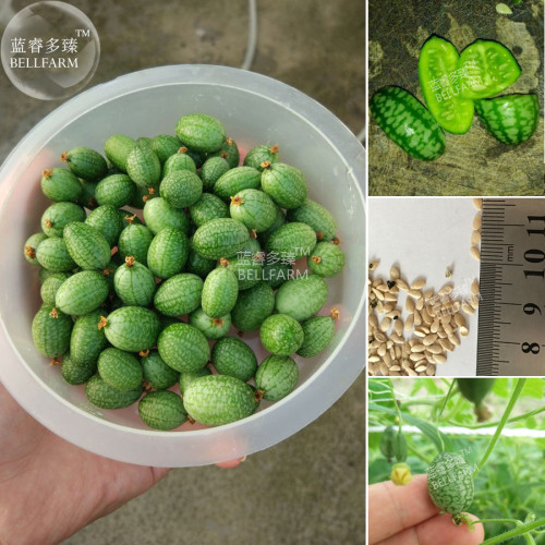 BELLFARM Melothria scabra Cucamelon Mouse Melon Seeds, Mexican miniature watermelon organic vegetales fruits