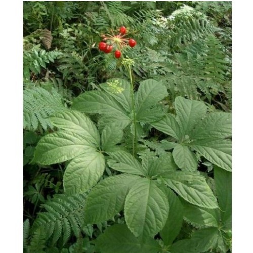 BELLFARM Ginseng Organic Herbs Seeds, 6 seeds, Original pack, tasty edible Chinese herbs BD108H