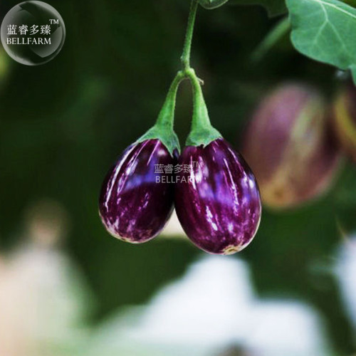 BELLFARM Eggplant Colorful Solanum Melongena Vegetable Seeds, 100 seeds, organic heirloom small vegetables