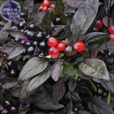 BELLFARM Pepper Organic Black Pearl Chili Seeds, 15 seeds, professional pack, black leafed ornamental edible vegetables