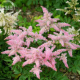 BELLFARM Pink Astilbe Chinensis Flower Seeds, 100 seeds, Chinese astilbe shrubs home garden balcony potted plant BD185H