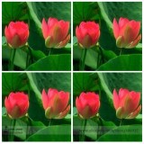 Heirloom Middle Red Nelumbo Nucifera Lotus Flower Seeds, Professional Pack, 1 Seed / Pack, Fragrant Pond Flower E3126