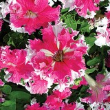 Rare Colorful Wrinkleds, attracting butterfly balcony planting E3597