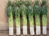 1000 Seeds Chinese Green Onion Fresh Vegetables Welsh Onion Scallion Seeds
