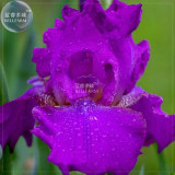 BELLFARM Iris Sibirica Mixed 9 Colors Perennial Flower Seeds, 20 seeds, black purple blue yellow white yellow colorful