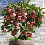 BELLFARM Dwarf Red Yellow Apple Tree Seeds, 10 seeds, professional pack, easy grow bonsai organic fruits