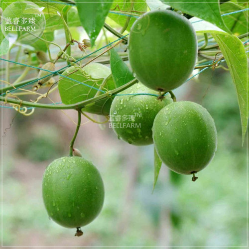 BELLFARM Heirloom Luo Han Guo Siraitia Grosvenorii Fresh Seeds, 30 seeds, Chinese herbs fruits healthy garden plant easy to grow