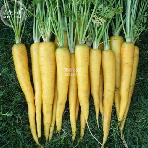 BELLFARM Carrot Solar Yellow Vegetable Seeds, 100 seeds, professional pack, daucus carota organic heirloom vegetables