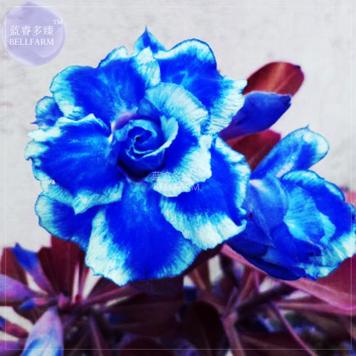 BELLFARM Blue White Adenium Desert Rose Perennial Seeds, 2 seeds, 5-layer big blooms heirloom flowers home garden plants