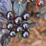BELLFARM Pepper Organic Black Pearl Chili Seeds, 15 seeds, professional pack, black leafed ornamental edible vegetables