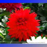 Heirloom Rare Different Types of Dahlia Flower Hybrid Seeds, Professional Pack, 50 Seeds / Pack, 100% True Varieties E3238