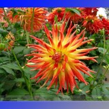 Heirloom Rare Different Types of Dahlia Flower Hybrid Seeds, Professional Pack, 50 Seeds / Pack, 100% True Varieties E3238
