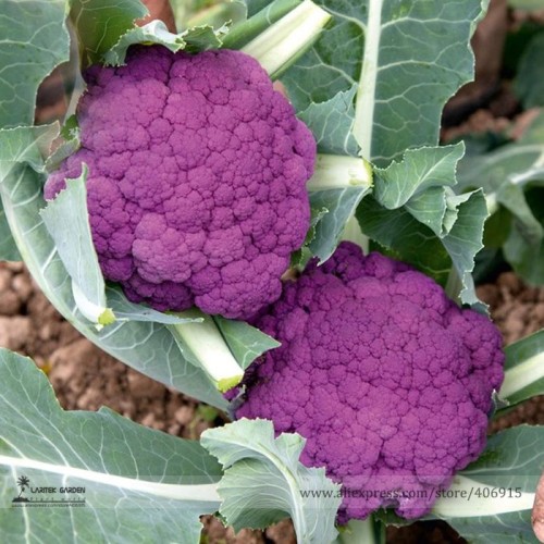 Graffiti Dark Purple Cauliflower Hybrid Brassica Oleracea Seeds, Professional Pack, 50 Seeds / Pack, Edible Tasty Vegetables