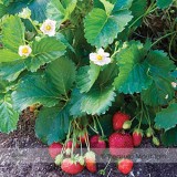 Roman F1 Strawberry Seeds, 1 Professional Pack, 100 Seeds / Pack, Deep Red Medium-sized Strawberry #NF520