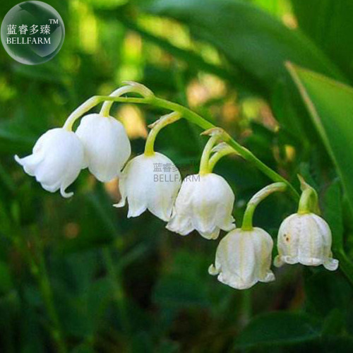 BELLFARM Heirloom White Lily of the Valley Convallaria majalis Perennial Flower Seeds, Professional Pack, 50 Seeds / Pack E3408