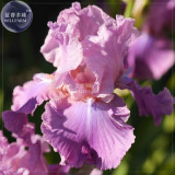 BELLFARM Iris Sibirica Mixed 9 Colors Perennial Flower Seeds, 20 seeds, black purple blue yellow white yellow colorful