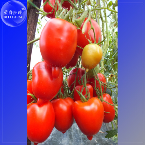 BELLFARM Imported Tomato Seeds, 100 Seeds, Professional Pack, organic bright red middle fruits E4075