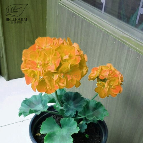 BELLFARM Geranium Golden Dense Ball-shaped Big Blooms Bonsai Flowers, 10pcs Seeds, Heirloom Garden Pelargonium hortorum