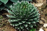 Agave Victoriae-reginae Seeds, Professional Pack, 5 Seeds, succulent flowering perennial plant Mexican Noa TS275T