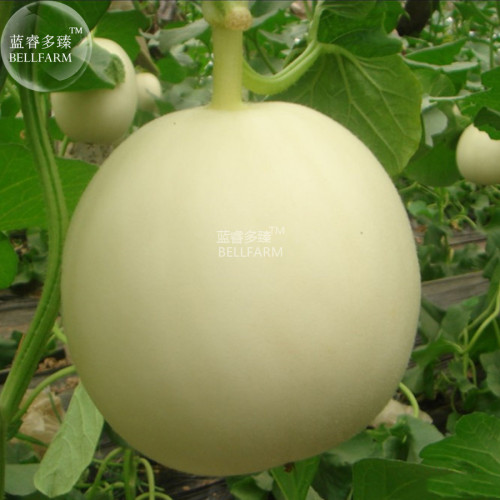 BELLFARM Sweet Melon Hybrid Thin Skin Early-maturing Fruit Seeds, 10 grams, original pack, white skin white inside 18% sugar