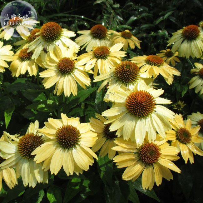 BELLFARM Sandy Yellow Echinacea Purpurea Coneflower Seeds, 200 seed, professional pack, perennial home garden fragrant flowers