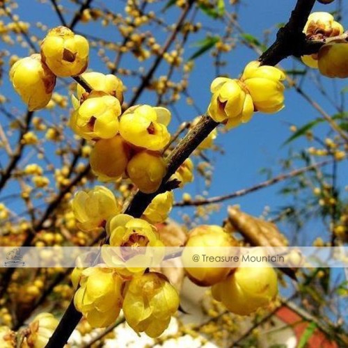 1 Professional Pack, approx 8 Seeds / Pack, Chinese Flower Yellow Fragrant Winterseet Chimonanthus Praecox for Bonsai #NF341