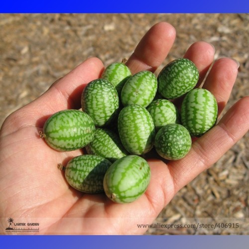 BELLFARM Heirloom Mouse Melon Sandiita Cucamelon Melothria Scabra Seed Tasty Juicy Interesting
