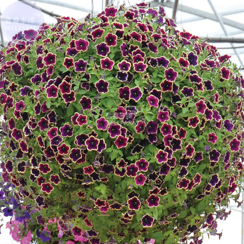 BELLFARM Petunia Hanging Rare Seeds, 200 Seeds, Professional Pack, black eye purple flower with white edge E3516