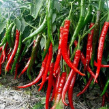 BELLFARM Red Long Chili Hot Pepper Hybrid Seeds, 100 seeds, up to 33cm long, high yield for greenhouse open land premium seeds