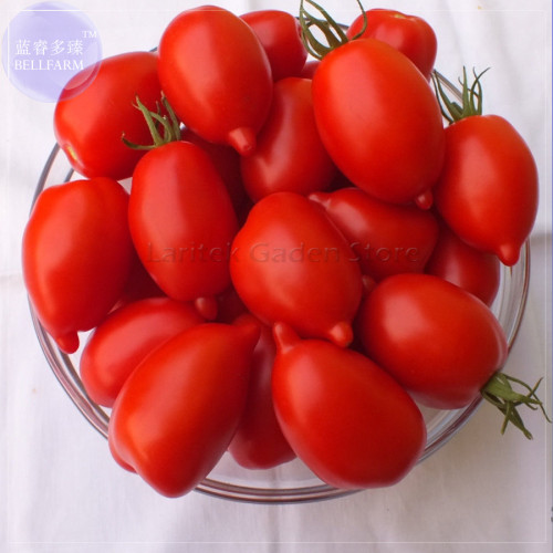 BELLFARM Imported Tomato Seeds, 100 Seeds, Professional Pack, organic bright red middle fruits E4075