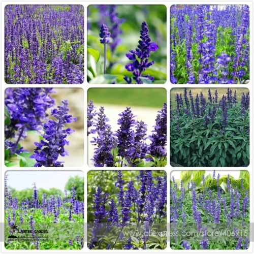 Heirloom Victoria Salvia farinacea Sage Perennial Flower Seeds, Professional Pack, 30 Seeds / Pack, Very Beautiful Salvia E3435