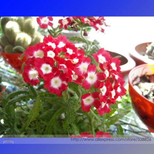 'Kakii' Rose Red Verbena Hybrida with White Spot Flower Seeds, Professional Pack, 50 Seeds / Pack, Long Blooming Flowers