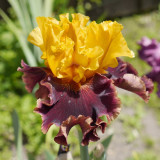 BELLFARM Iris Sibirica Mixed 9 Colors Perennial Flower Seeds, 20 seeds, black purple blue yellow white yellow colorful