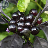 BELLFARM Pepper Organic Black Pearl Chili Seeds, 15 seeds, professional pack, black leafed ornamental edible vegetables