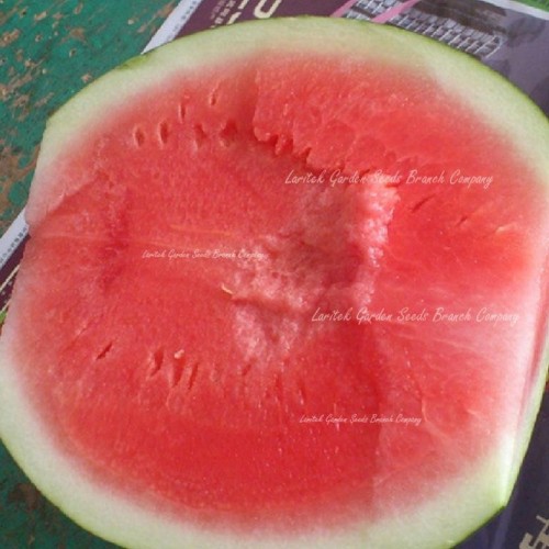 Very Sweet  Big Oval Seedless Watermelon Organic Seeds, Professional Pack, 20 Seeds / Pack, Edible Non-gmo Juicy 14% Sugar Melon