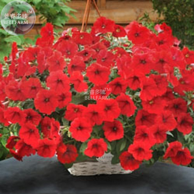 BELLFARM Dark Red Velour Petunia Seeds, Professional Pack, 200 Seeds / Pack, Cold Hardy Heat Tolerant Beautiful Flowers E3151