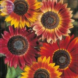 Evening Sun Sunflower, Professional Pack, 20 seeds, Tall Multiple Head Cut Flower E4046